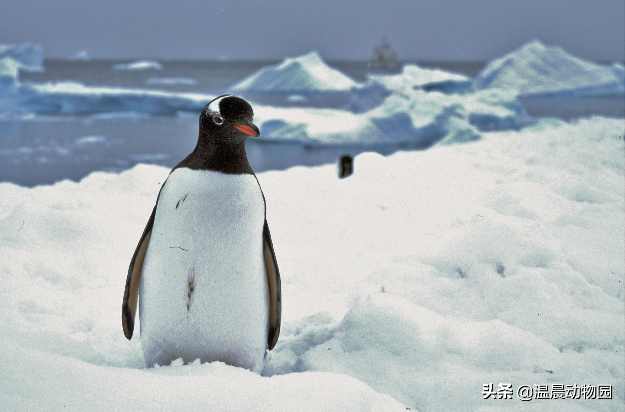 企鹅生活在哪里 企鹅为什么不能在北极