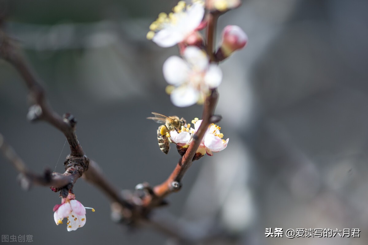 花开倾城，花落依然｜有些句子实在美丽，一字一句，句句入心入情