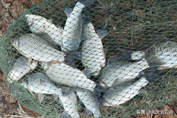 釣鯽魚餌料配方（五款自制餌料配方，鯽魚瘋狂著迷，雜魚不沾，盛夏野釣大板鯽必備）