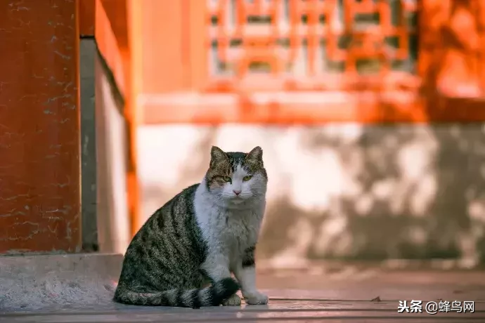 蜂鸟世界杯(故宫最招人爱的御猫，走了……)