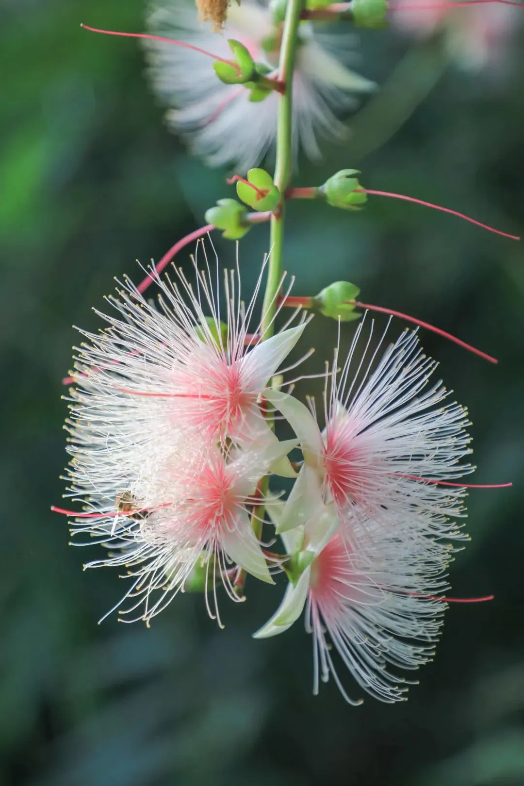 世界上有多少种花(植物世界丨40种奇异的花卉) - 青木春