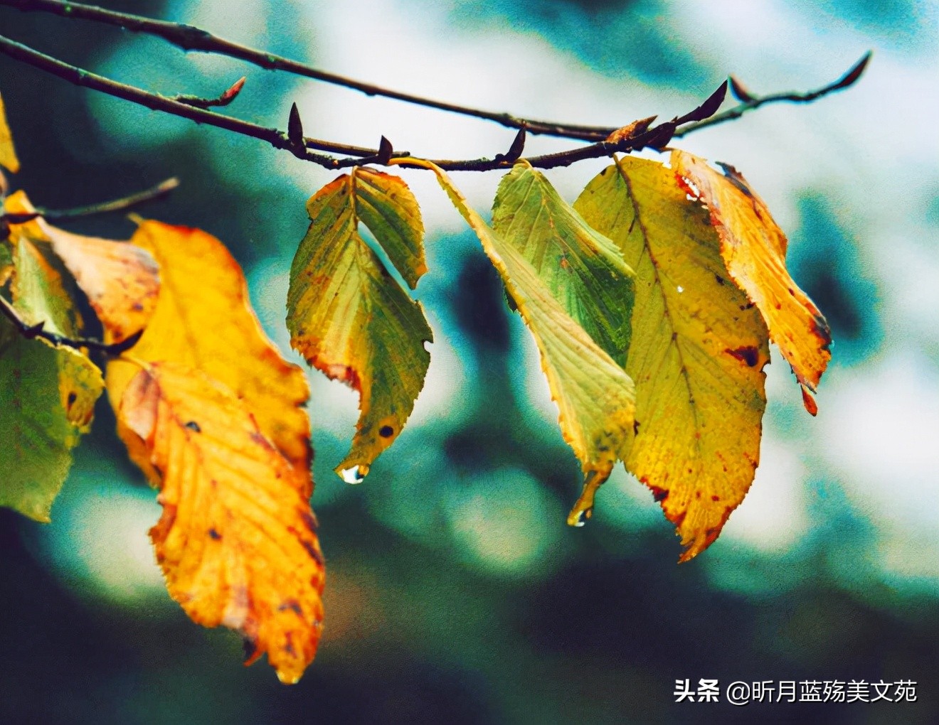 想你，难以入眠；爱你，一生不变