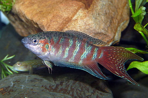 鱼之乐,善战勇者也有"铁汉柔情"观赏鱼中的小强者——中国斗鱼