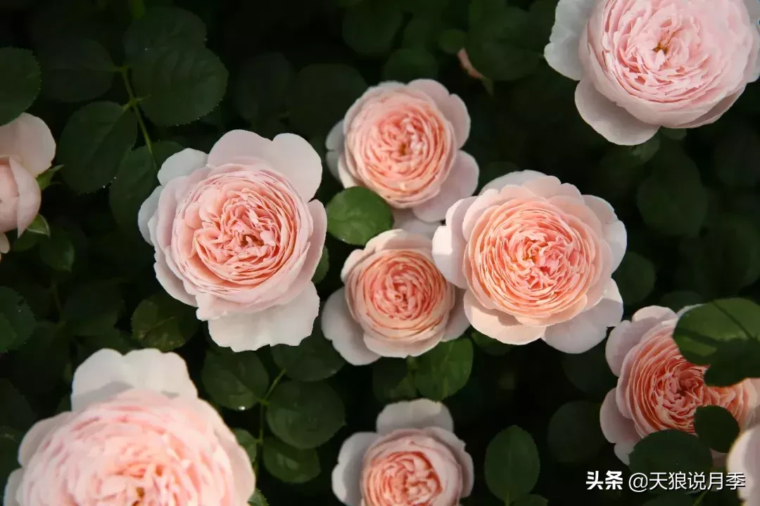 瑞典女王月季一年开几次花（瑞典女王的多年记录及讲解）