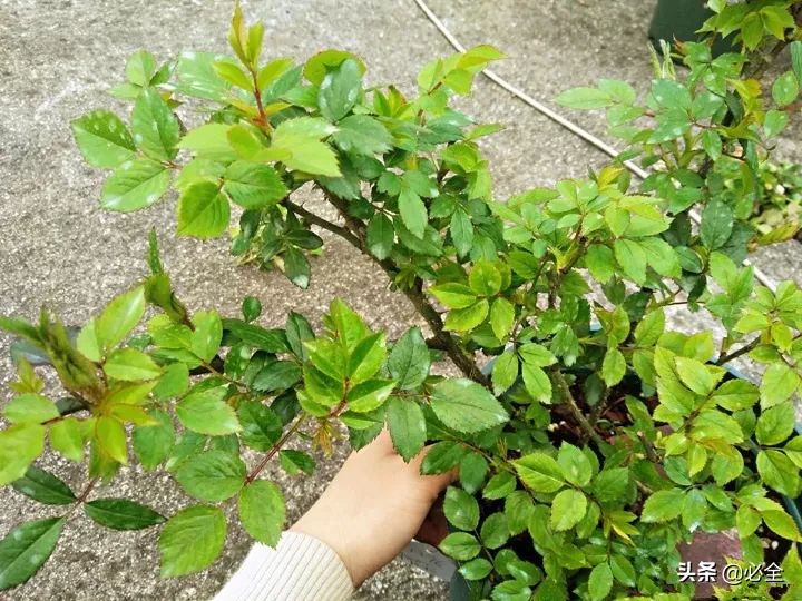 花(hua)怎么剪是什么（花(hua)怎么剪教程）-第4张图片(pian)-昕阳网