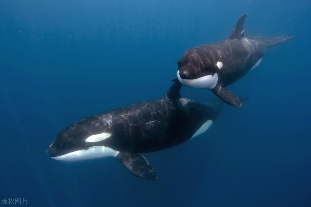 虎鲸有天敌吗 虎鲸小时候会有天敌吗-有深度有内涵的一个小网站-文化
