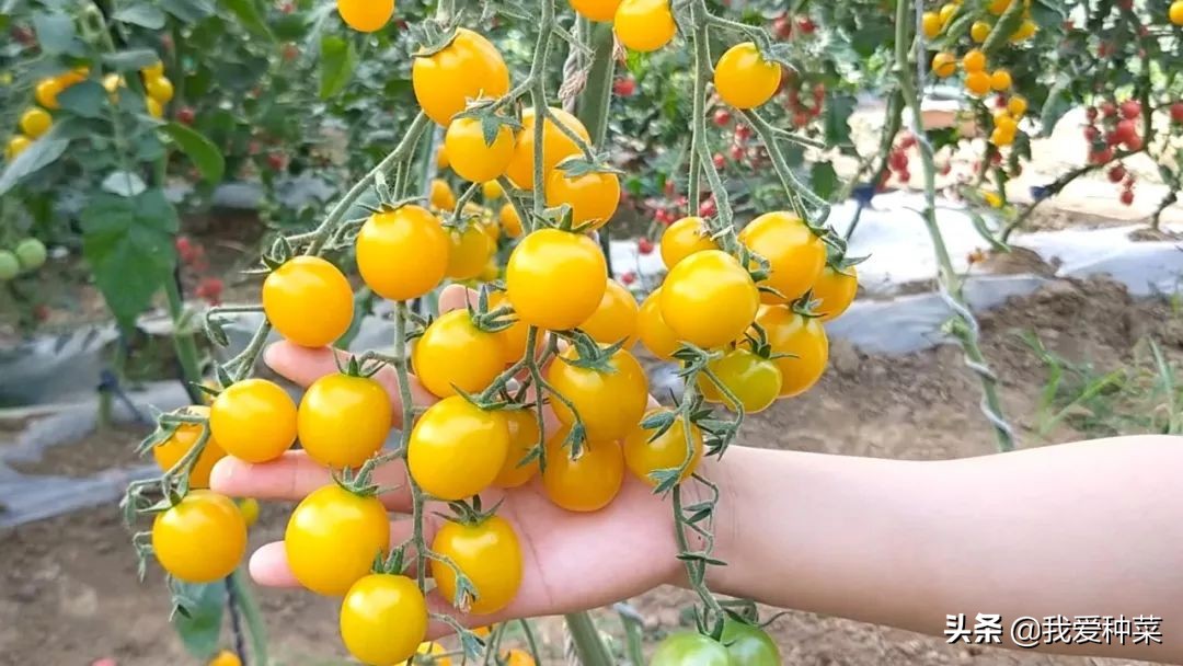 农历二月种什么蔬菜（适合2月种植的蔬菜推荐）