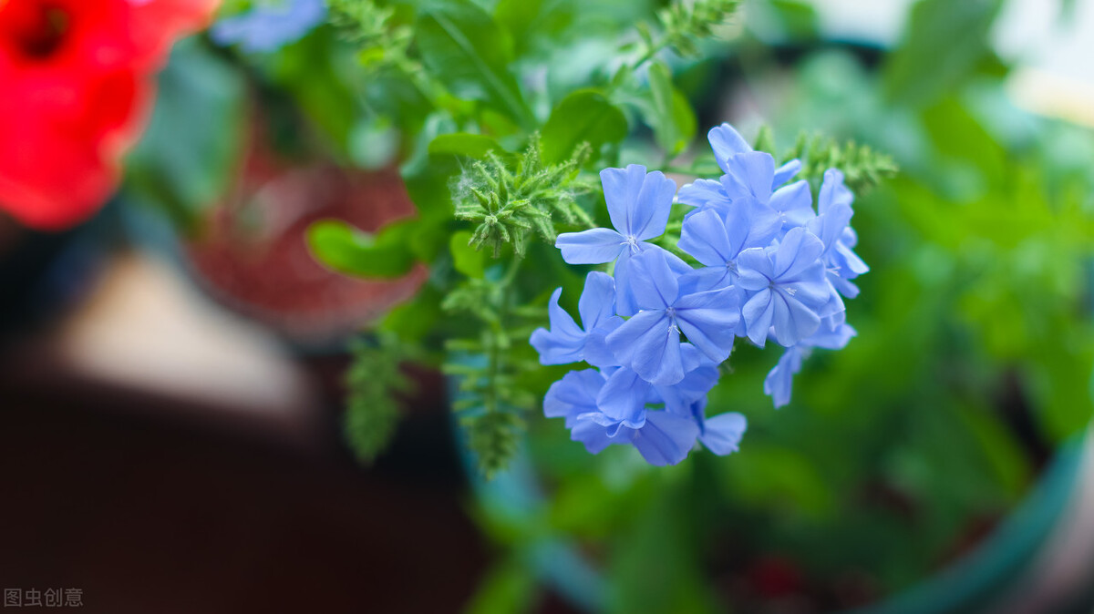 秋冬季节常见的10种反季节花,遇见了掉头就走,别交“智商税”
