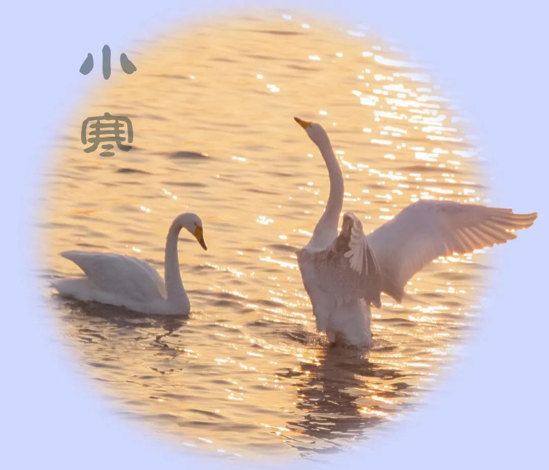 小寒 | 纵是疫情反复，时光永不负人