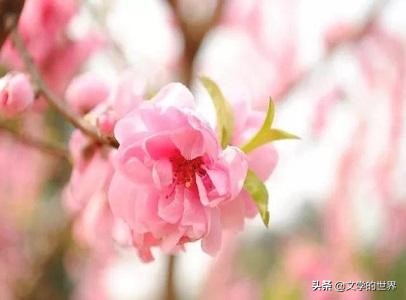 刘禹锡这两首桃花诗，大有玄机，左右了他半生的命运