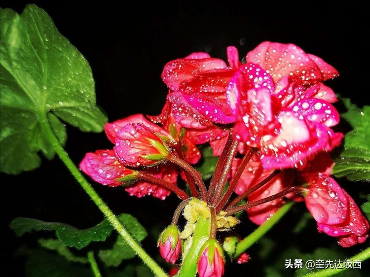 花香情浓，喜欢天竺葵，我是爱花的女人