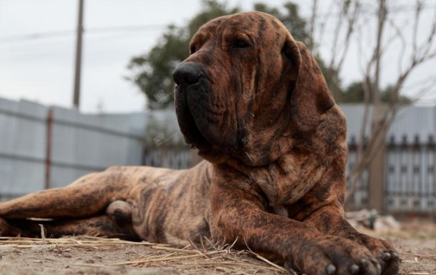 战斗力超强的5种犬，遇到后一定要绕道走！网友：幸好被禁养了