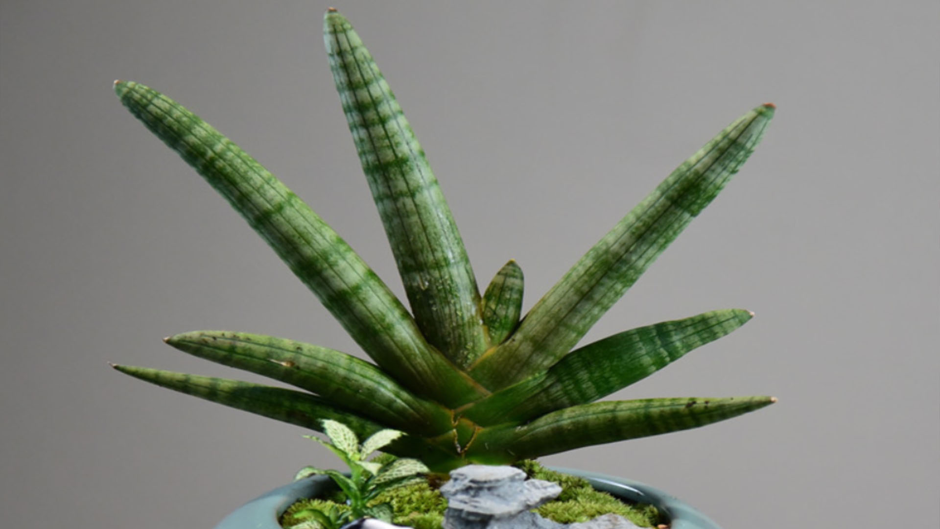 棒叶虎尾兰虎皮兰中的新品种佛手长相个性养护简单做好这2点还能爆小