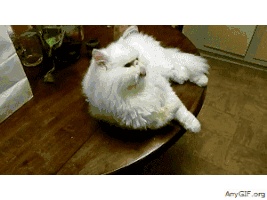 猫中玛丽莲梦露｜波斯猫-你的梦中情人