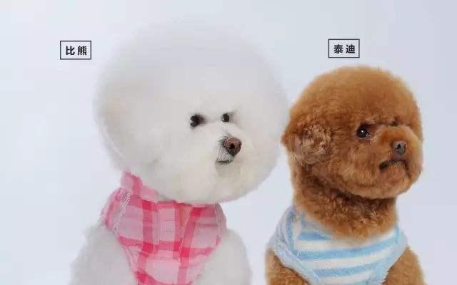 比熊与泰迪犬的十大区别详解