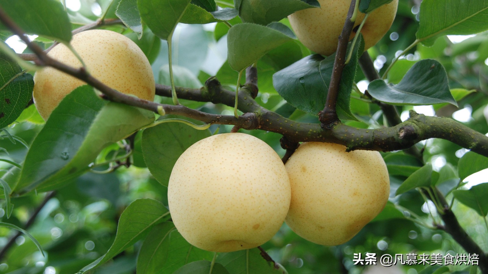 苹果梨图片（盘点全国最好吃的50种梨快收藏）