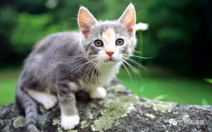 猫咪出现以下表现，八成是感染了寄生虫