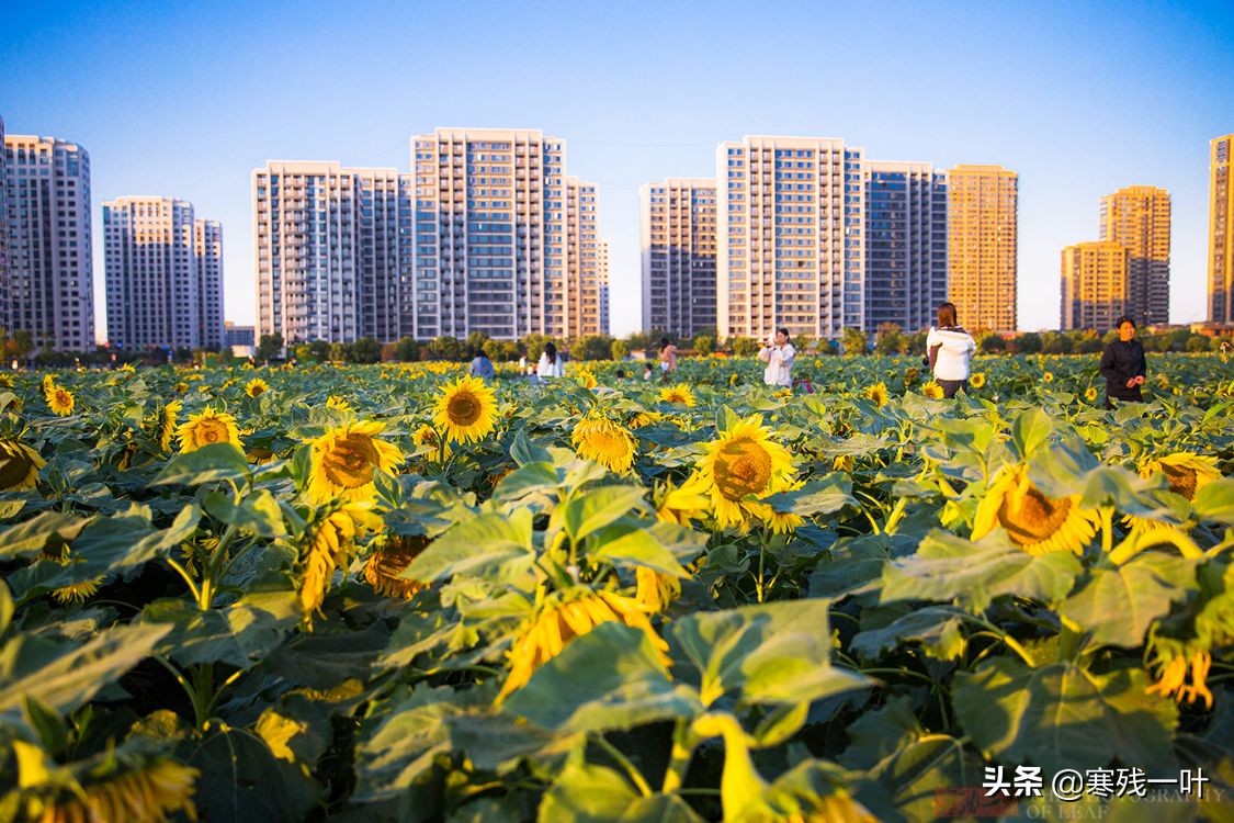 杭州哪里有花海看(杭州又一网红打卡地，260亩超大面积向日葵花海，太美了就在城北)