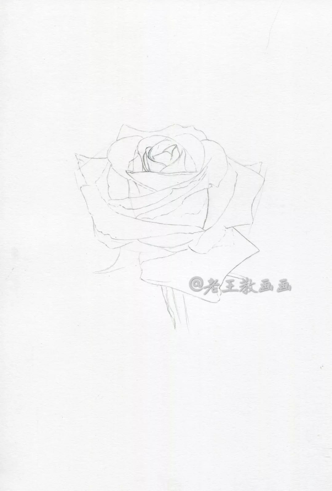 素描玫瑰花的画法教程图片
