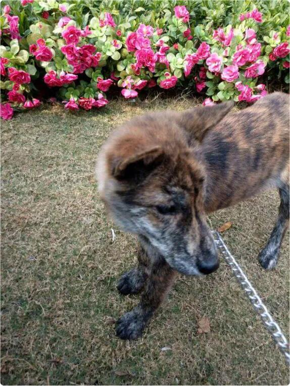 上饶原生犬种——虎斑犬