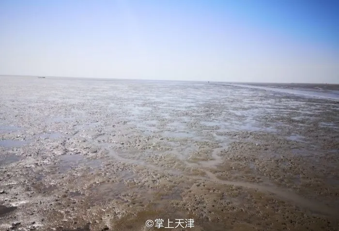 赶海拾贝挖蛤蜊，天津这些地儿你都去过吗？