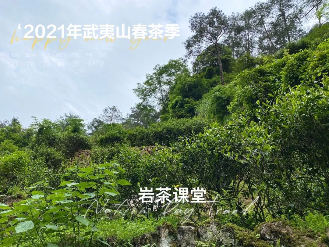 上万元一斤的牛栏坑肉桂，究竟是不是智商税？这些真相你知道吗？