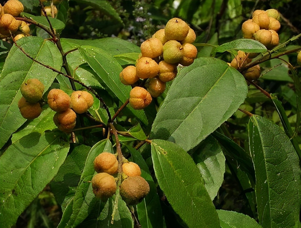 洋槐花有毒吗,洋槐花有毒吗能吃吗