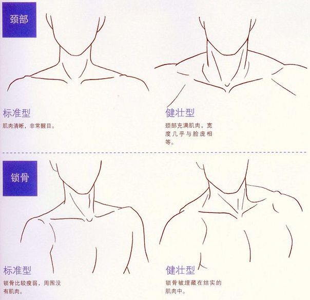 姿势大全详解(「绘画参考」男性人体解析及动态姿势大全（干货分享）)