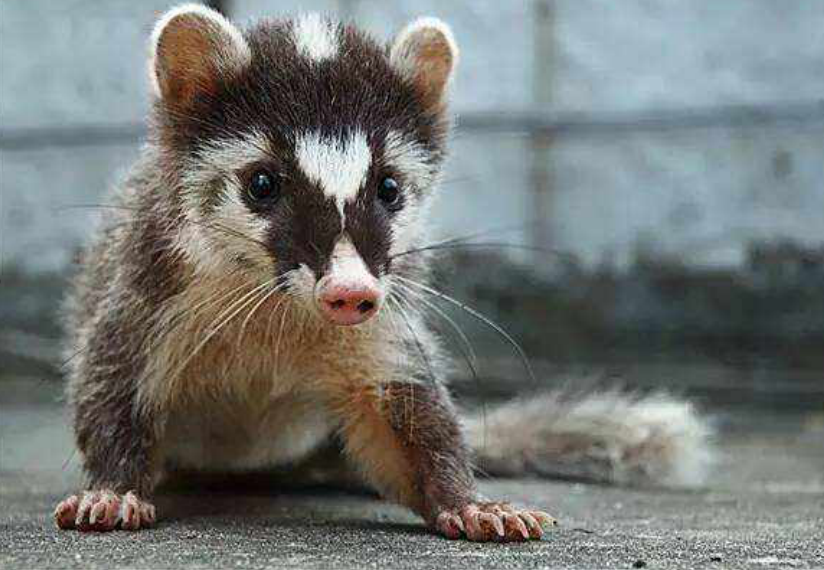 偷猎野生果子狸屡禁不止从那以后,吃果子狸的情况就逐渐减少了,后来更