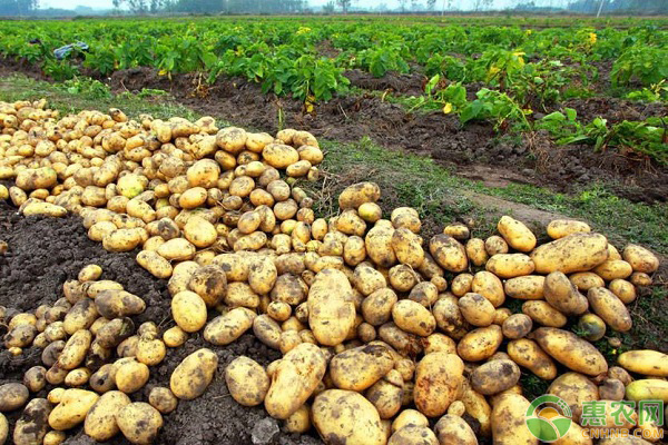 今日土豆价格多少钱一斤？12月17日土豆各产区行情走势汇总