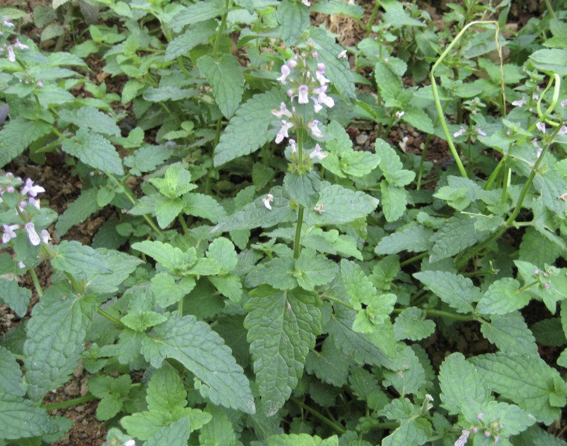 "1种植物"生长在农地里,儿时看到就躲,更不敢挖,其实珍贵