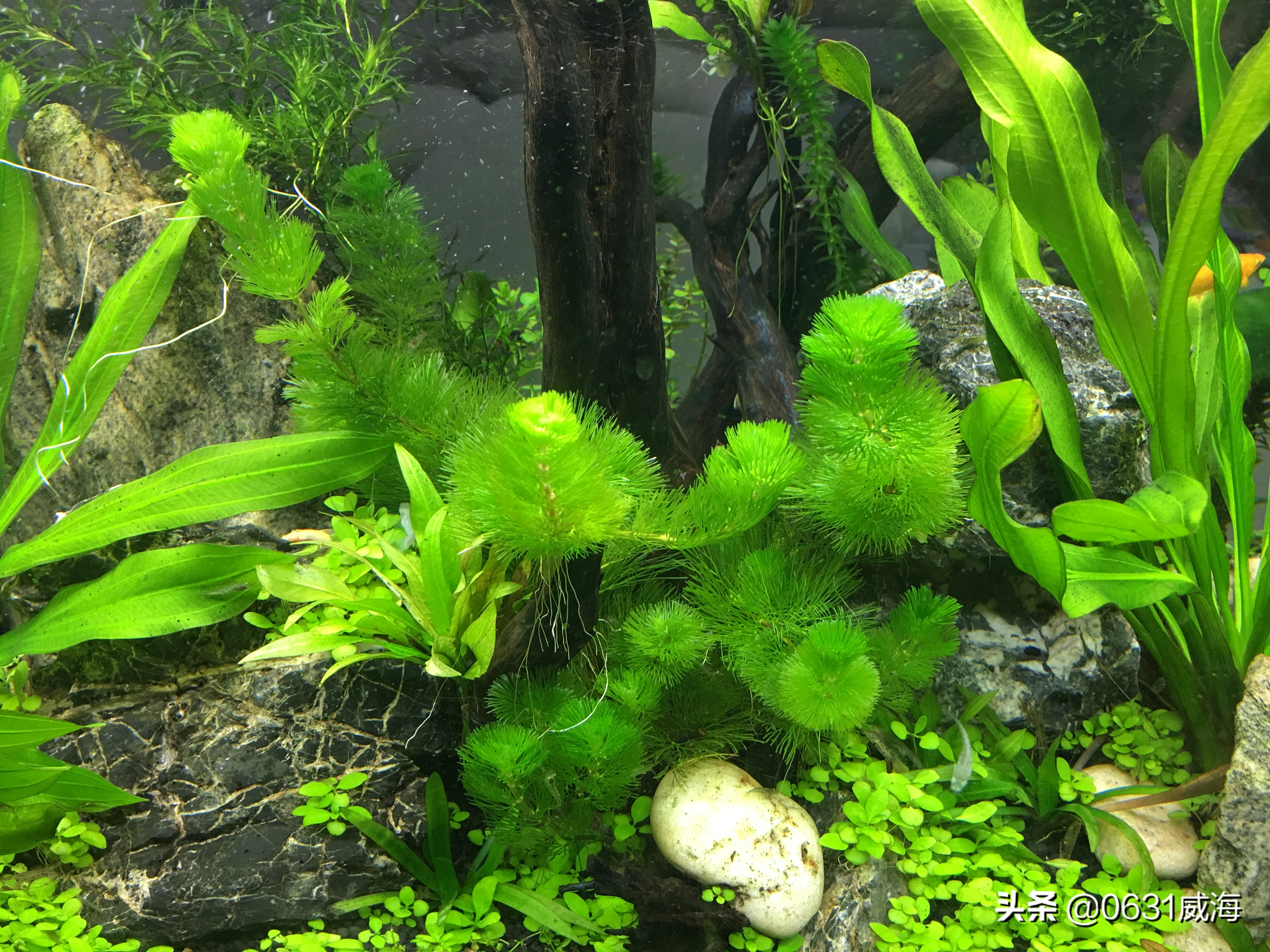 蜈蚣草的养护方法,简单的水草也有养不好的时候,如何去避免