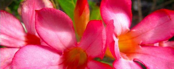 沙漠玫瑰养护指南：如何正确种植和照料沙漠玫瑰花