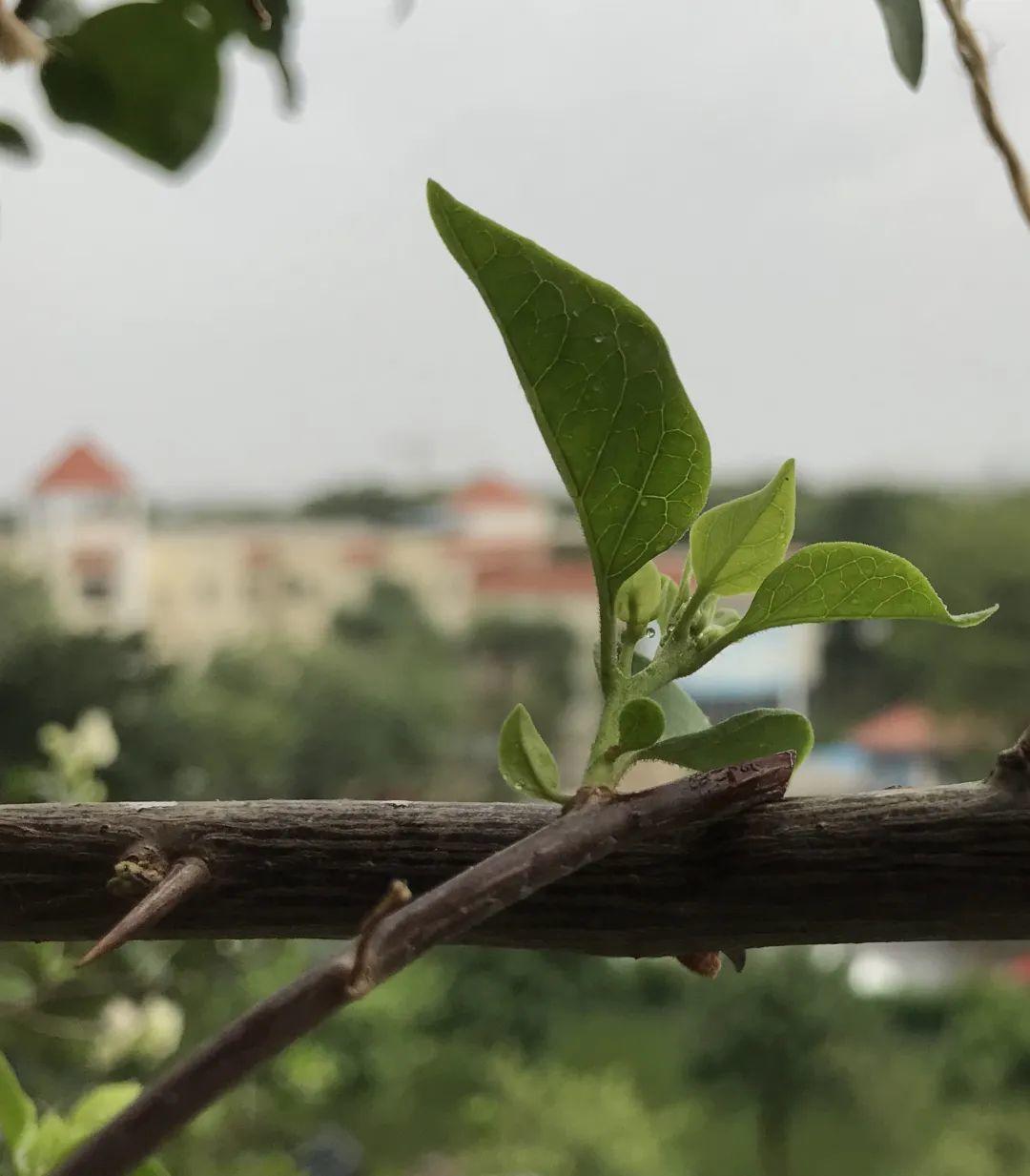 叶子唰啦全剪了，竟然冒出满盆花苞，神奇