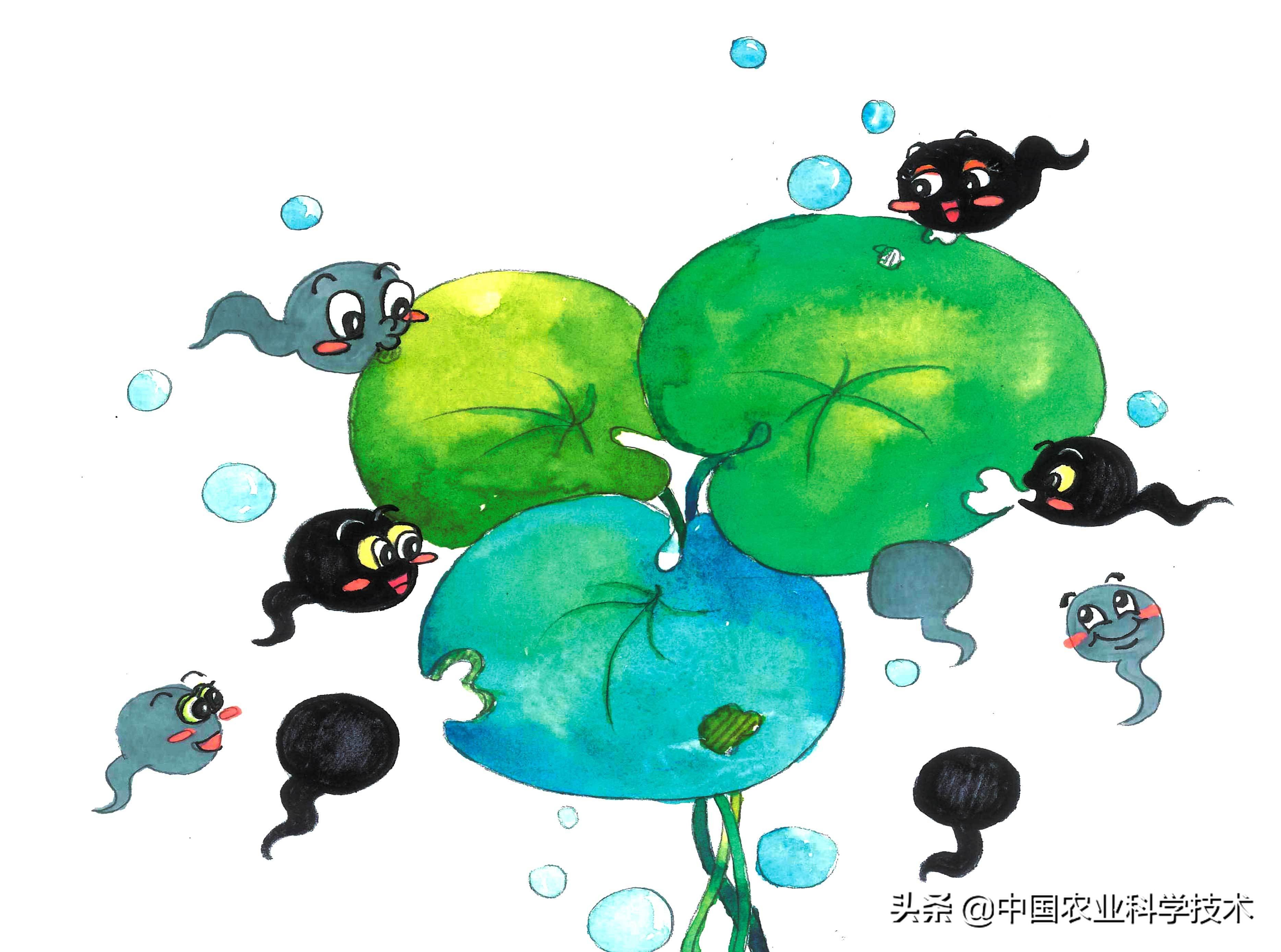 小小蝌蚪吃什么食物「图文」-骁龙网