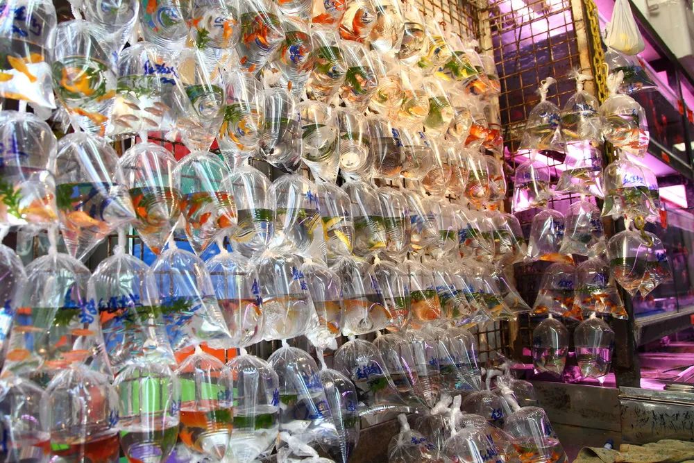 香港最神秘的传奇之地，有人避之不及有人为之着迷