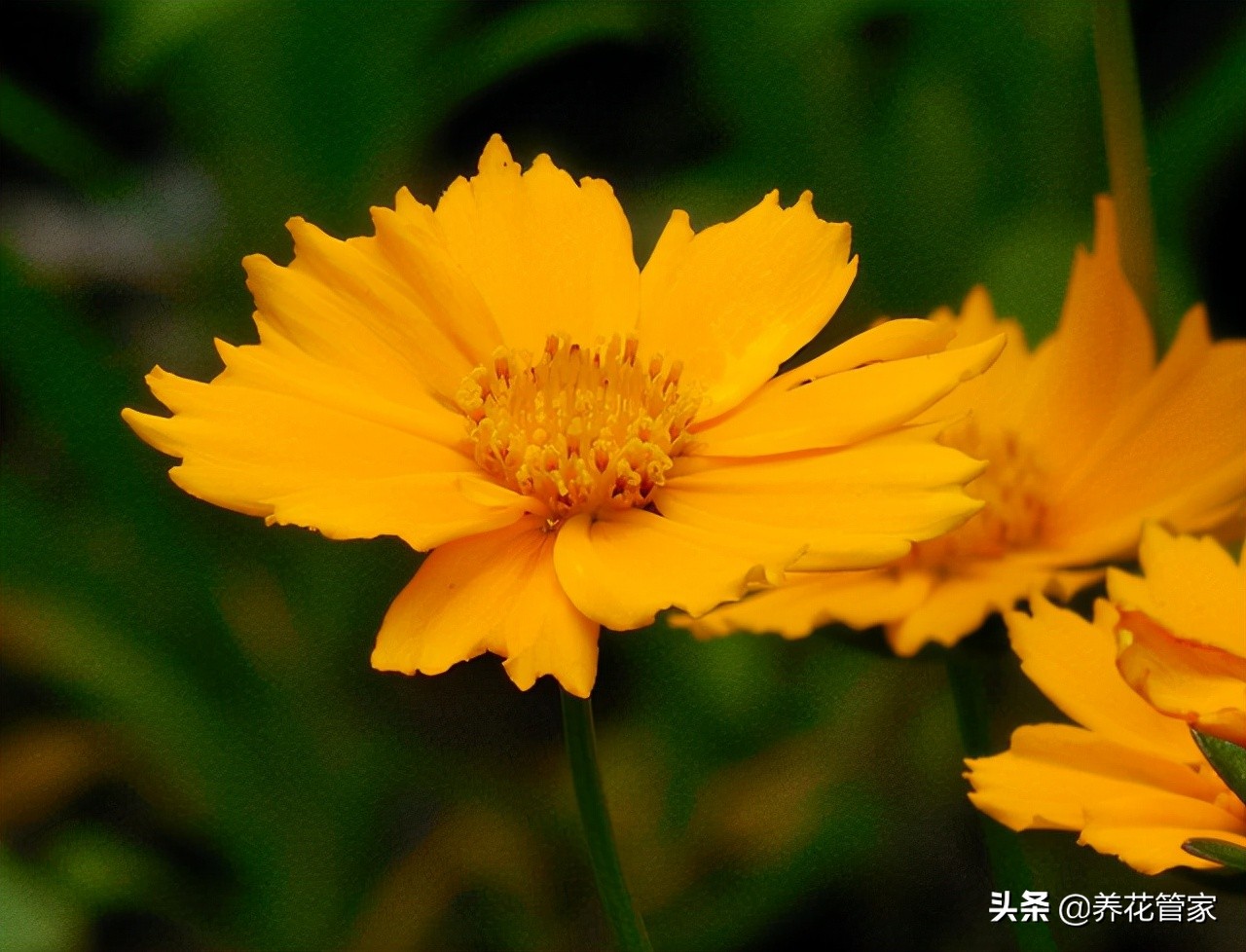 剑叶金鸡菊图片（盘点菊花四大品种的开花时间）