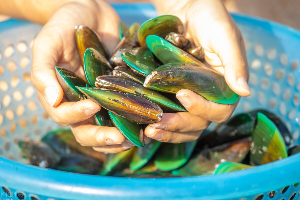 青口怎么做好吃(春天的青口新鲜又便宜,你知道怎么做更鲜吗?