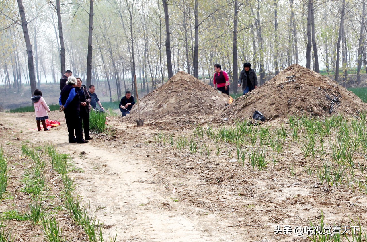 河南周口平坟,河南周口平坟事件始末