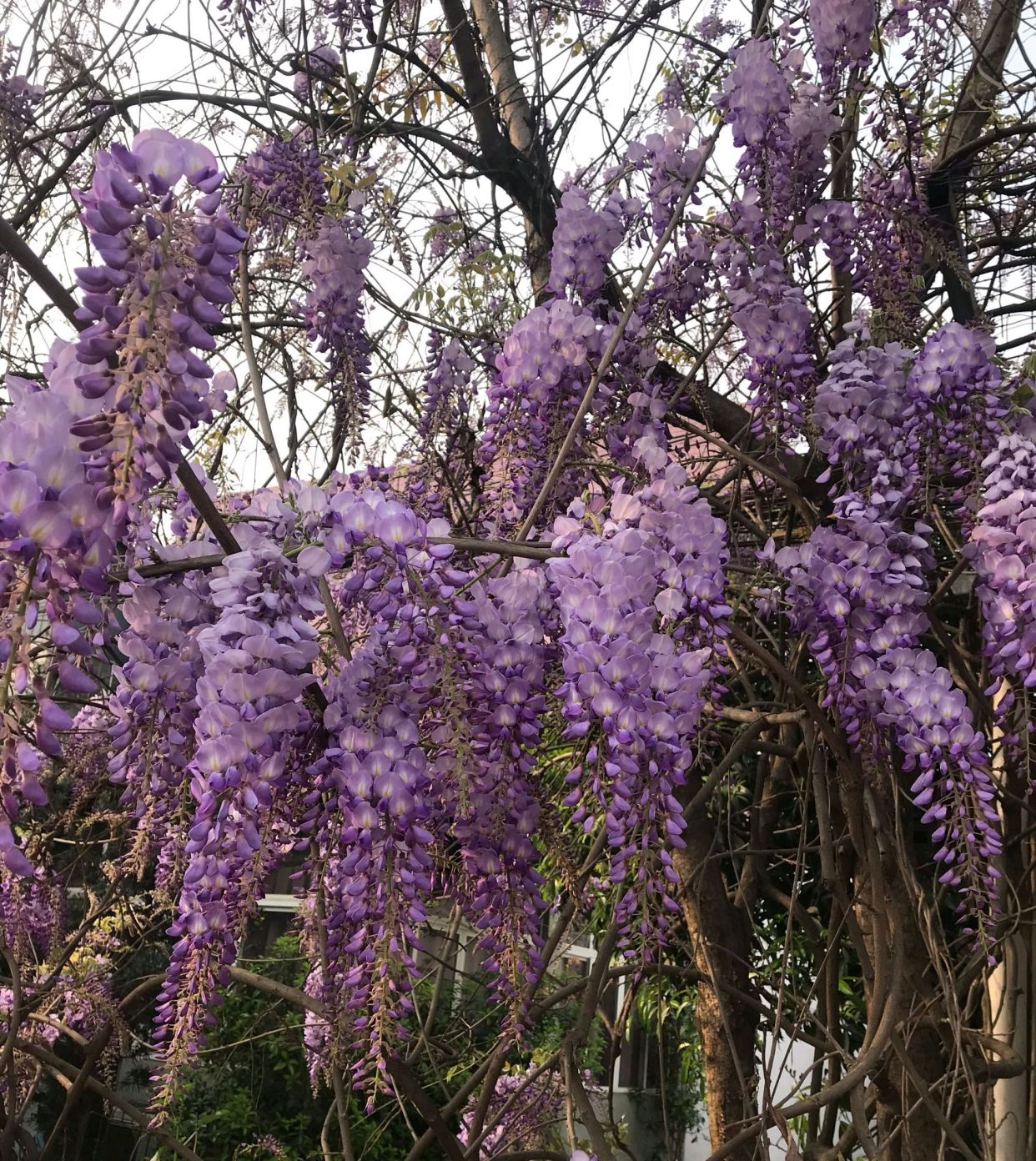 可以当传家宝的风水植物，院里种一棵，开花就是千万朵，紫气东来