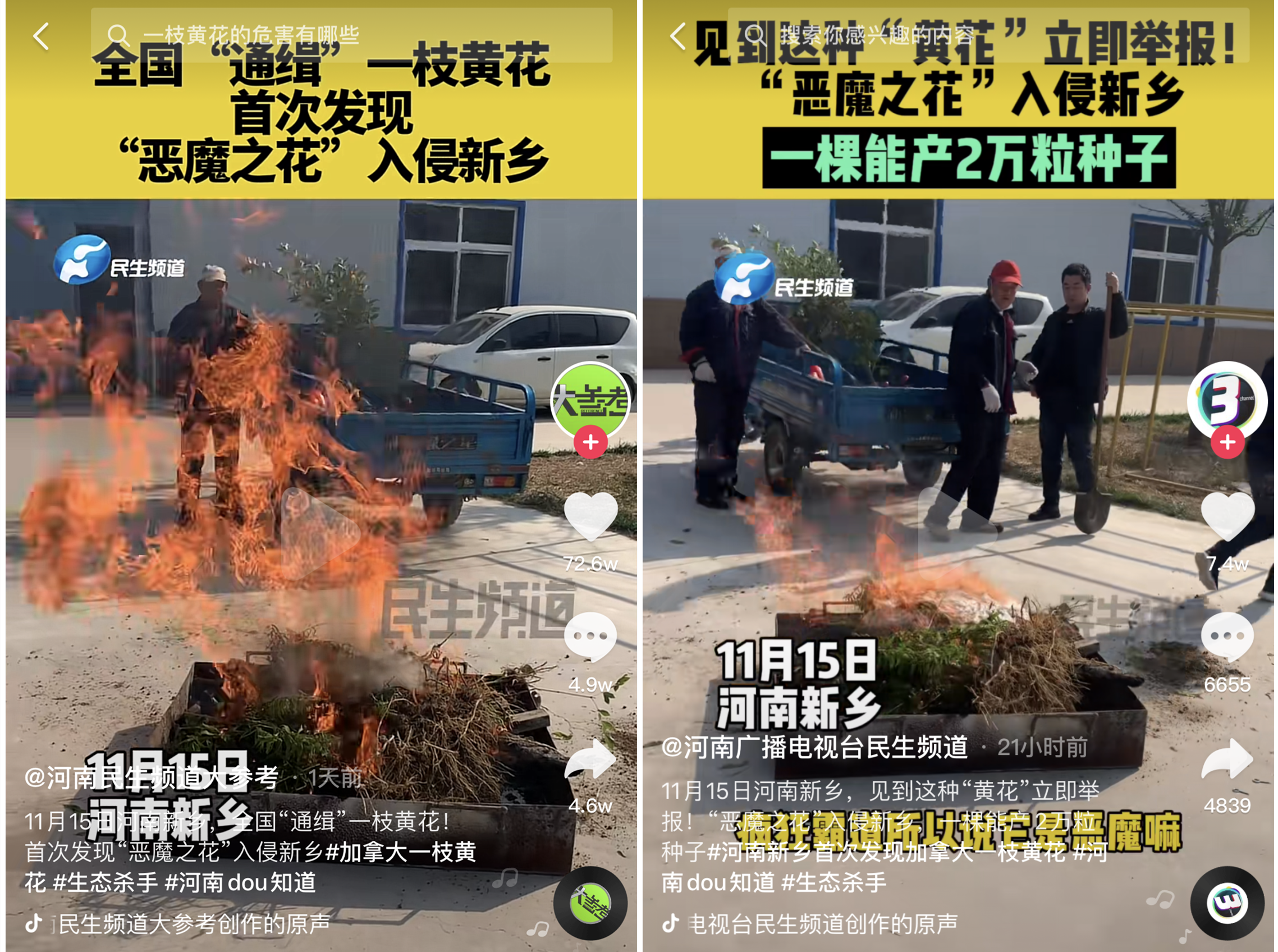 全城围剿！加拿大一枝黄花到底什么来头？为何被称“恶魔之花”？