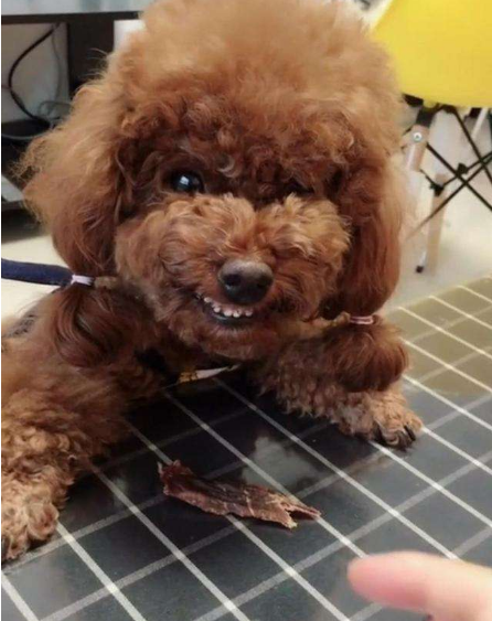 比如说本身性格比较暴躁容易咬人的泰迪犬,在经过绝育后,很多的狗狗在
