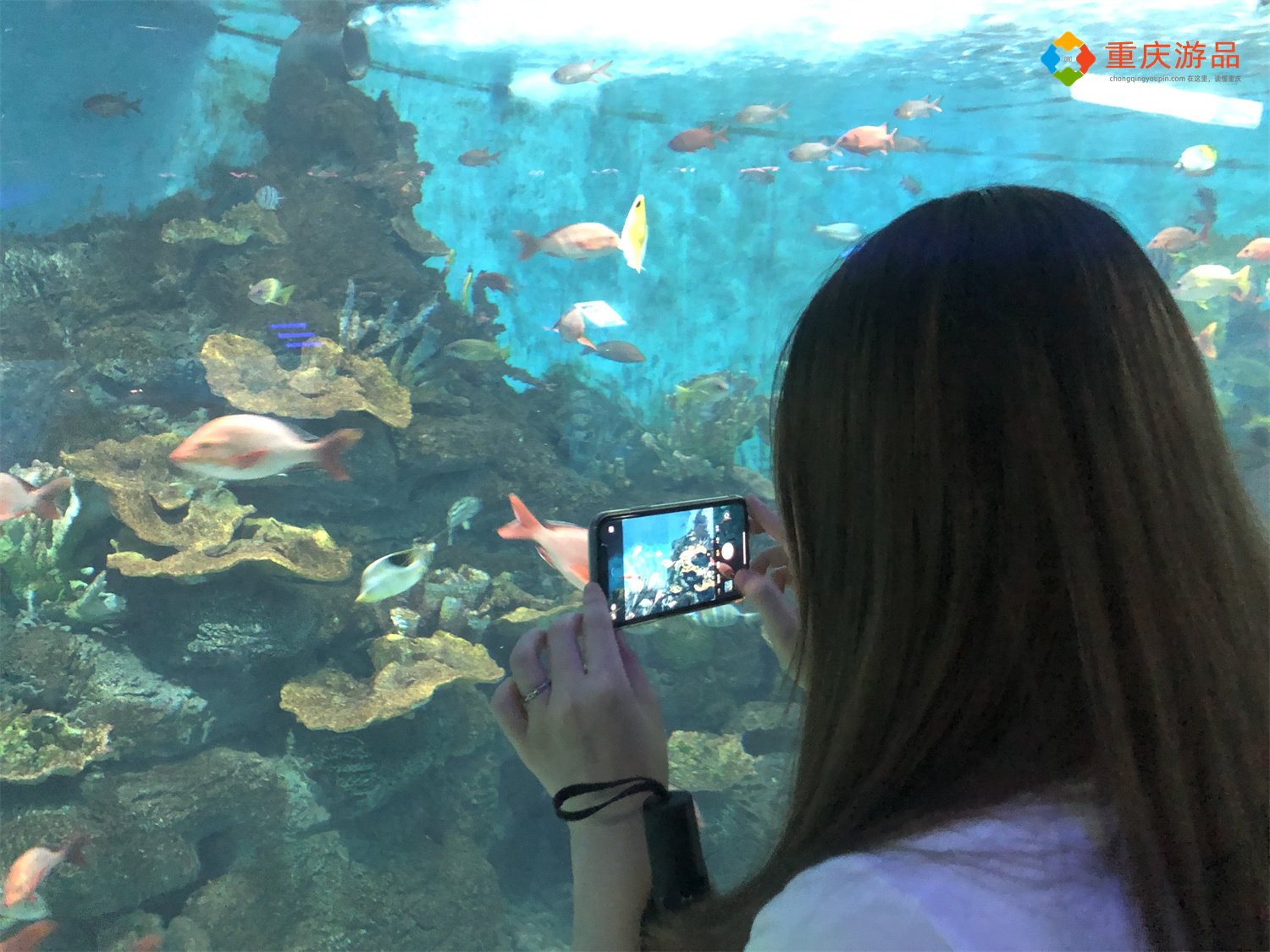 重庆亲子旅游攻略：汉海海洋公园浪漫隧道，还能与海豚亲密互动