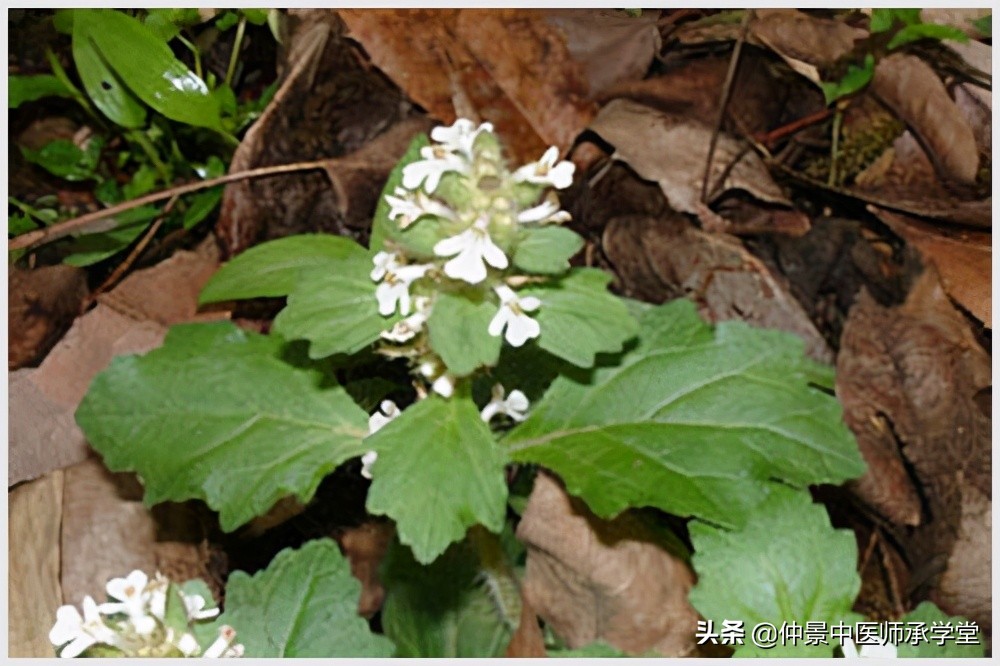 筋骨草的功效与作用(从三个不同点认识筋骨草)