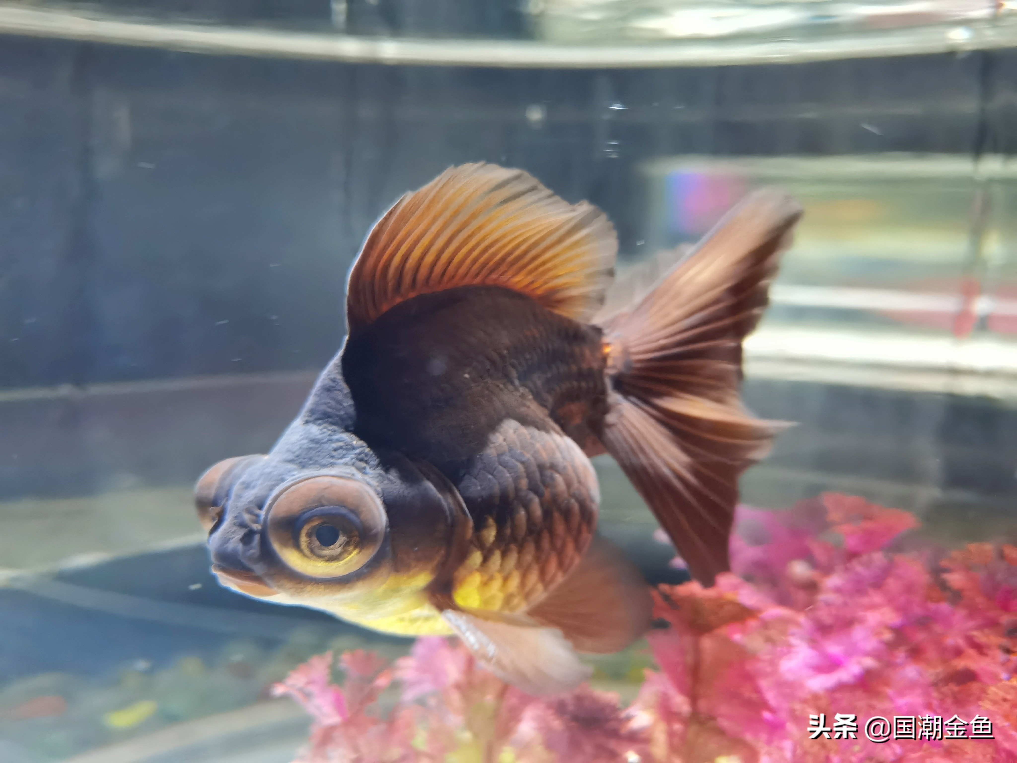 金鱼说丨龙种金鱼 中国金鱼 的代表品种 天天看点