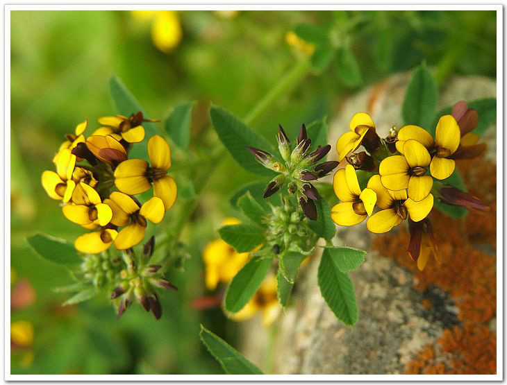 苜蓿怎么读什么意思中草药花苜蓿种类及图片