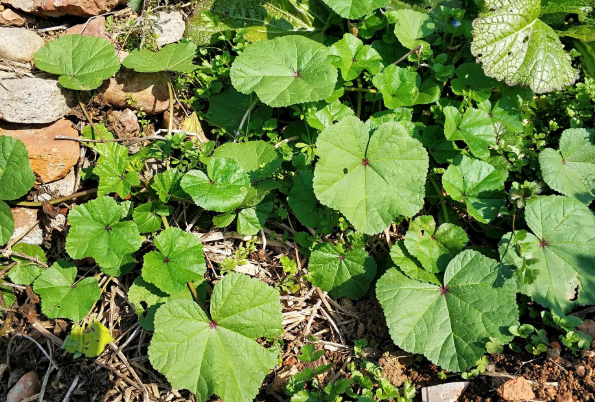 冬葵:土生土长的"蔬菜之王",却被白菜取代,如今沦为野菜