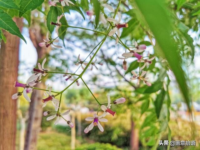 楝树的寓意楝树图片寓意