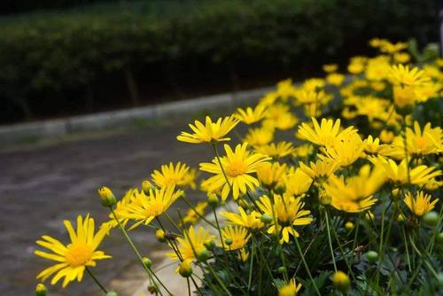 什么花是黄色的（浪漫温馨10种黄色系的花）