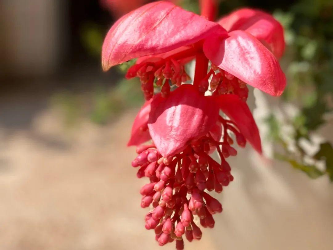 东京奥运会颁奖花束是真花吗(7种花真假难辨，开花特精致，像是艺术品)